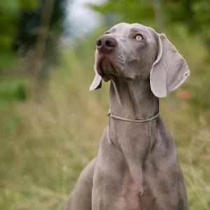 Meet your Posher, Cecilia